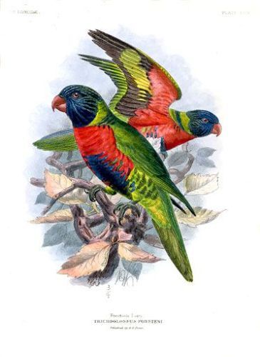 Lawrey - Trichoglossus forsteni